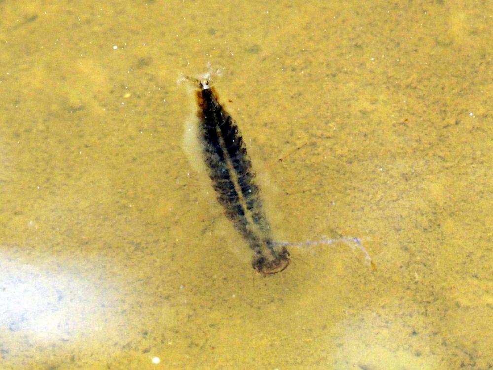  Dytiscus Linnaeus, 1758