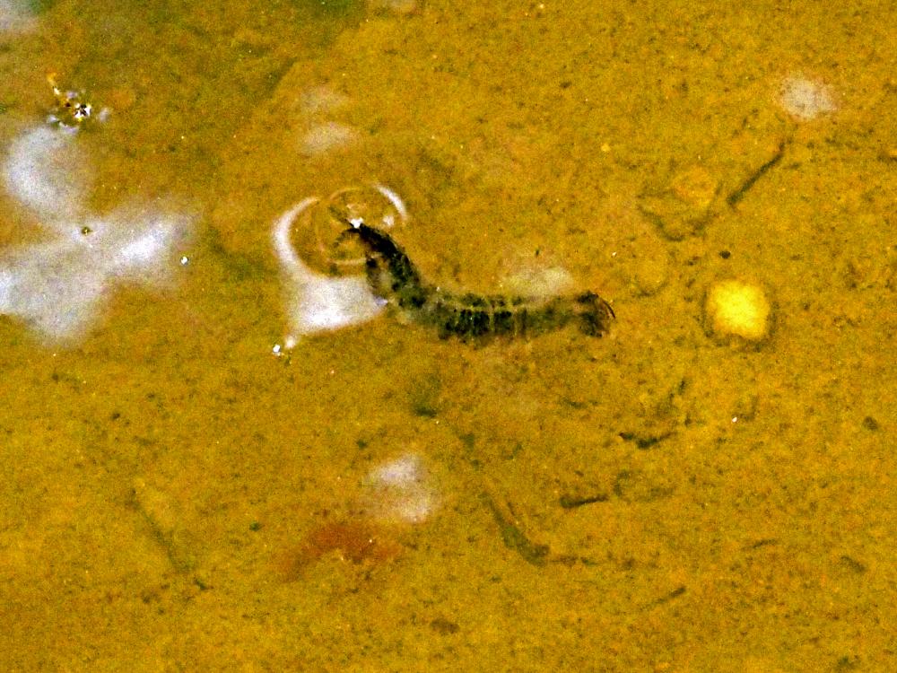 Dytiscus Linnaeus, 1758