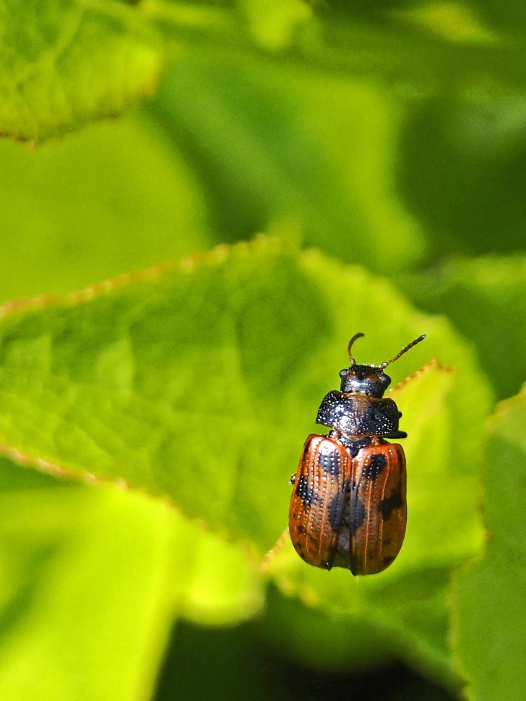 Gonioctena quinquepunctata (Fabricius, 1787)