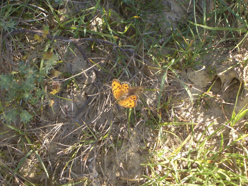 Mégère (La), Satyre (Le) Lasiommata megera (Linnaeus, 1767)