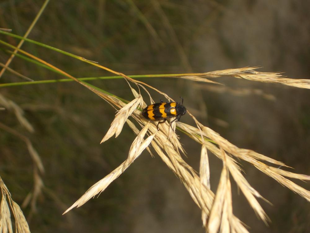 Mylabre variable Mylabris variabilis (Pallas, 1781)