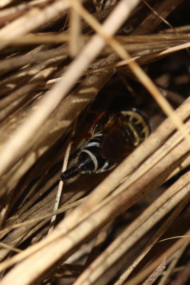 Merodon avidus (Rossi, 1790)