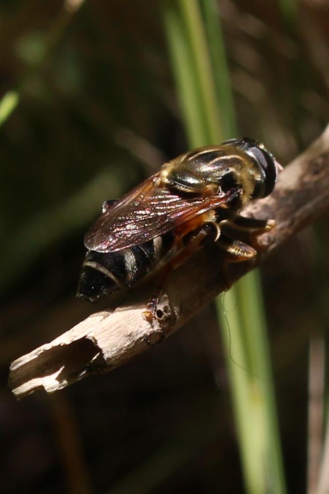 Merodon avidus (Rossi, 1790)