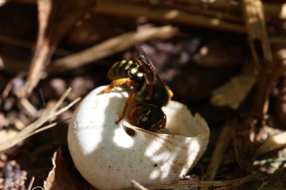 Rhodanthidium septemdentatum (Latreille, 1809)