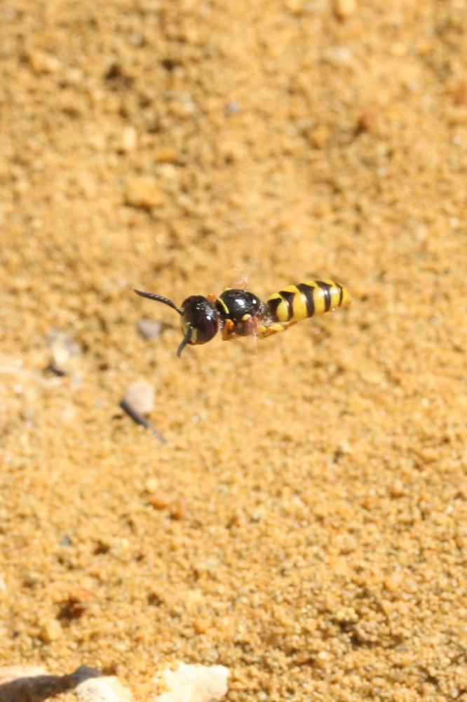 Philanthus triangulum (Fabricius, 1775)