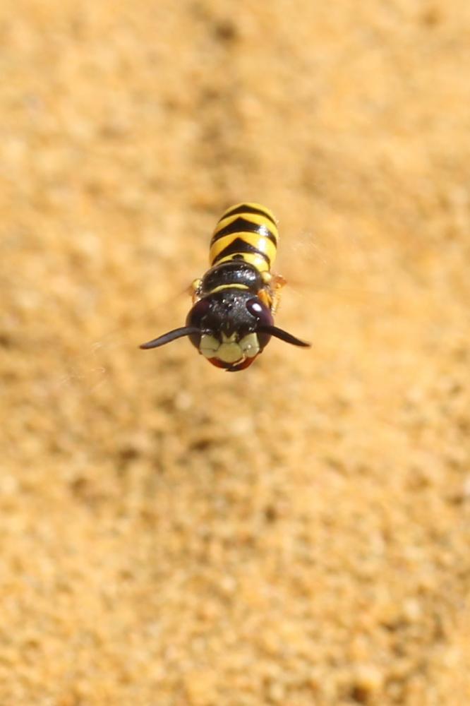 Philanthus triangulum (Fabricius, 1775)