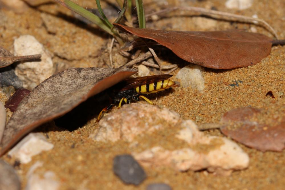 Philanthus triangulum (Fabricius, 1775)