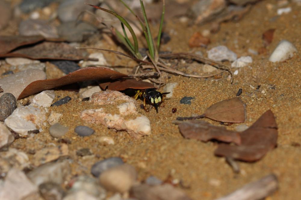 Philanthus triangulum (Fabricius, 1775)