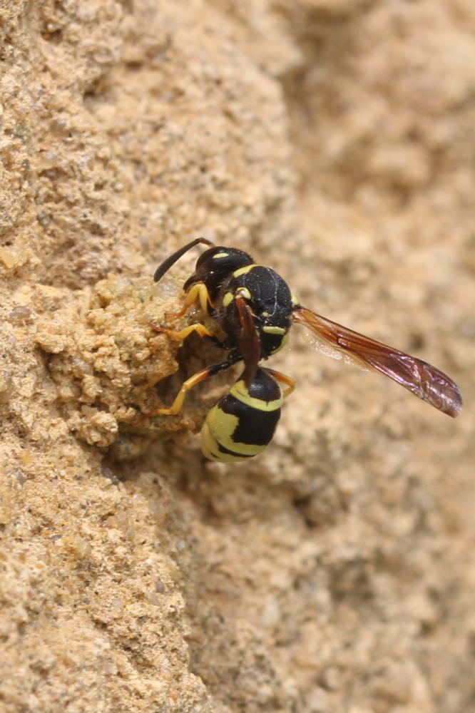  Odynerus Latreille, 1802