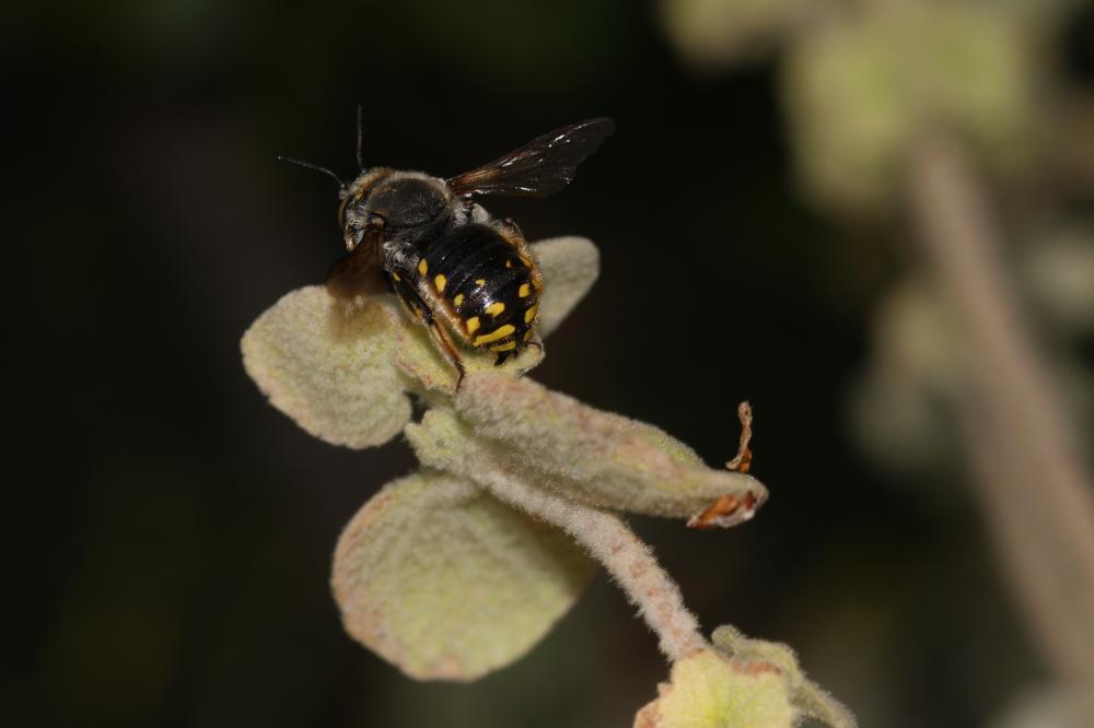 Abeille cotonnière, Anthidie cotonnière Anthidium manicatum (Linnaeus, 1758)