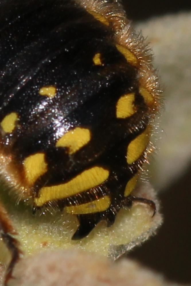 Abeille cotonnière, Anthidie cotonnière Anthidium manicatum (Linnaeus, 1758)