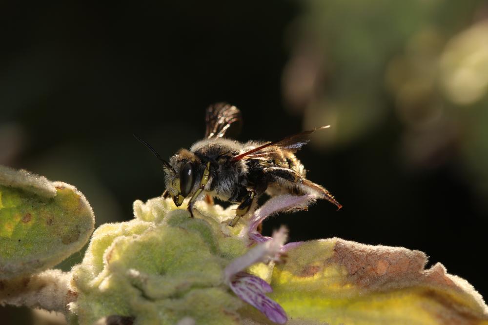 Abeille cotonnière, Anthidie cotonnière Anthidium manicatum (Linnaeus, 1758)