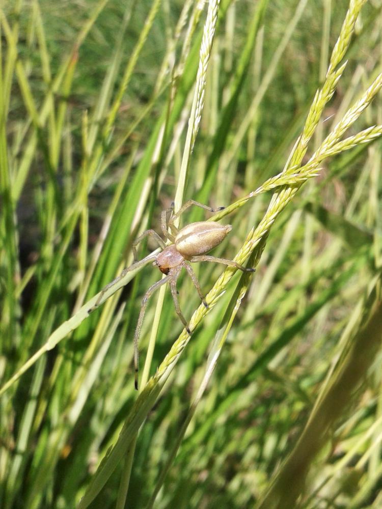 Cheiracanthium erraticum (Walckenaer, 1802)