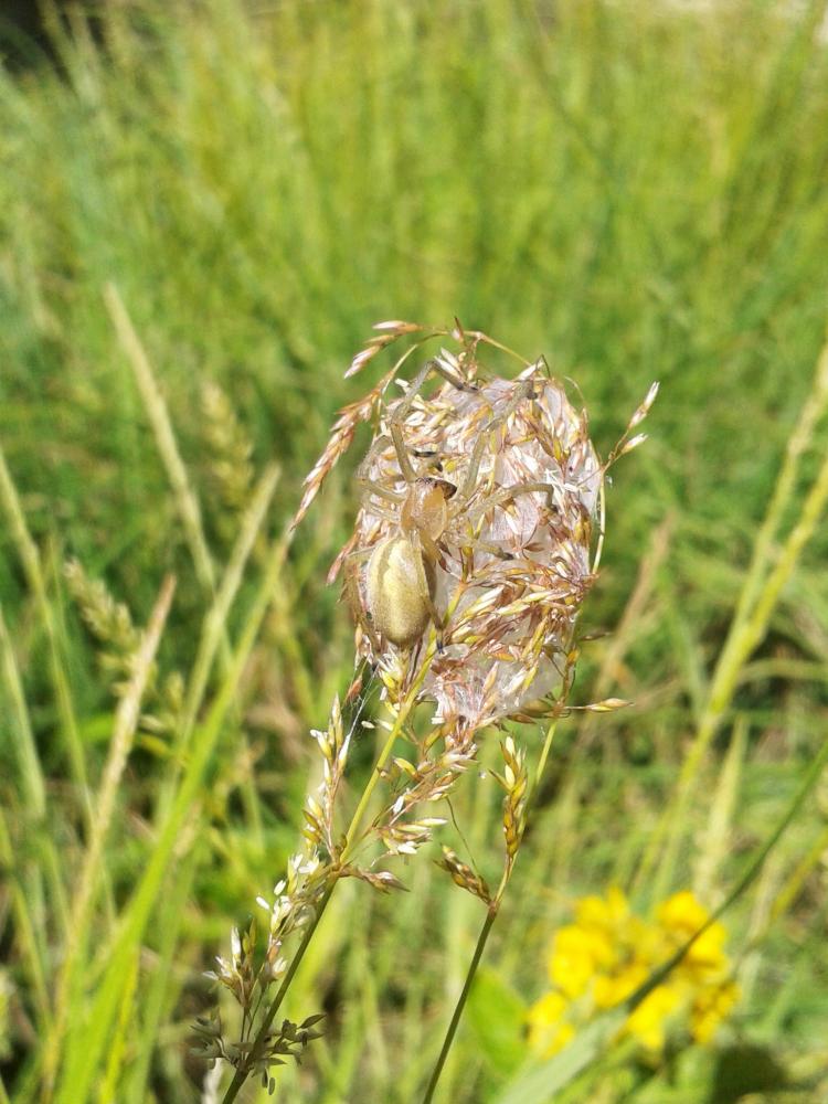 Cheiracanthium erraticum (Walckenaer, 1802)