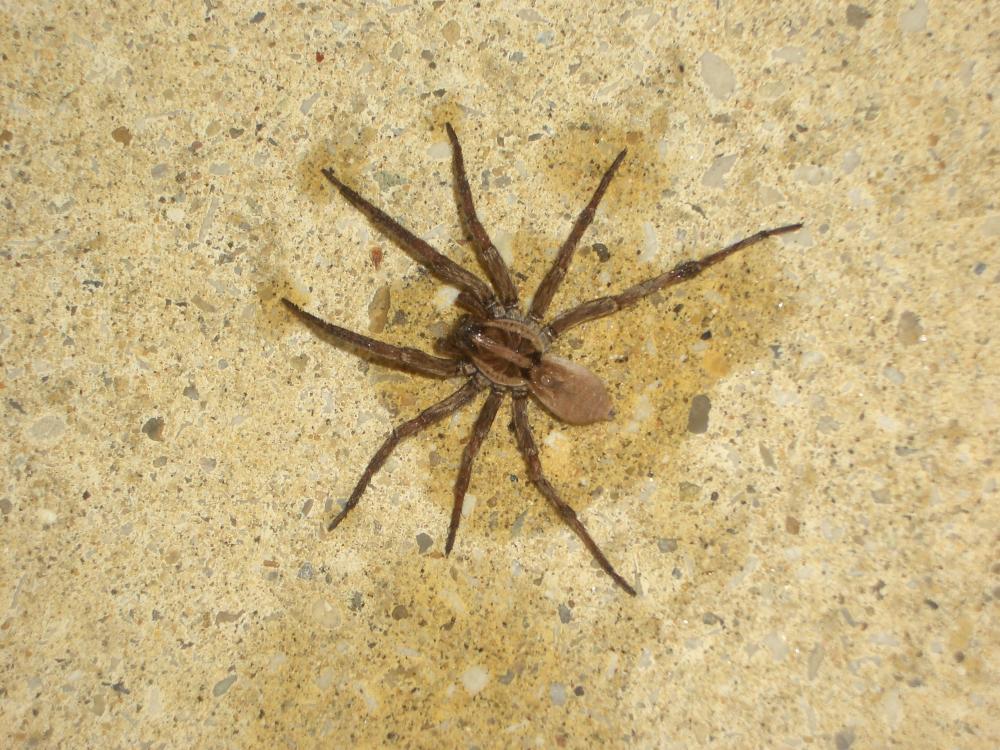 Lycose tarentuline Hogna radiata (Latreille, 1817)