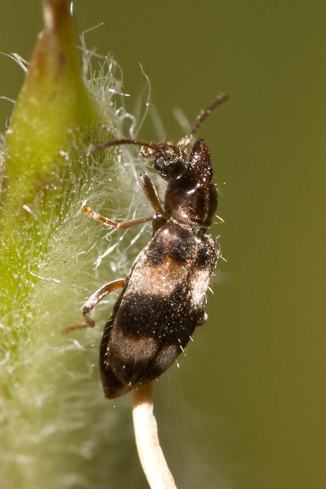 Notoxus trifasciatus Rossi, 1792