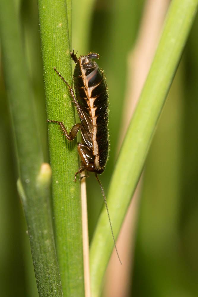  Loboptera decipiens (Germar, 1817)