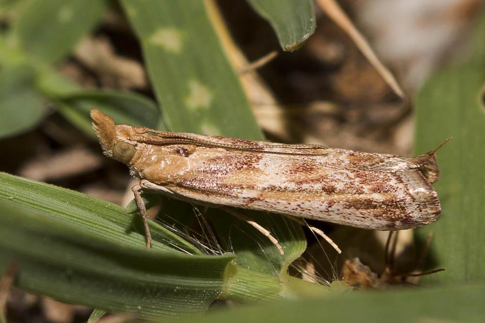 Ancylosis cinnamomella (Duponchel, 1836)