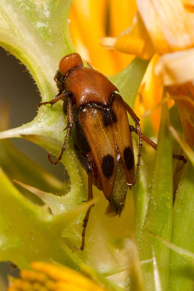 Macrosiagon bimaculata (Fabricius, 1787)