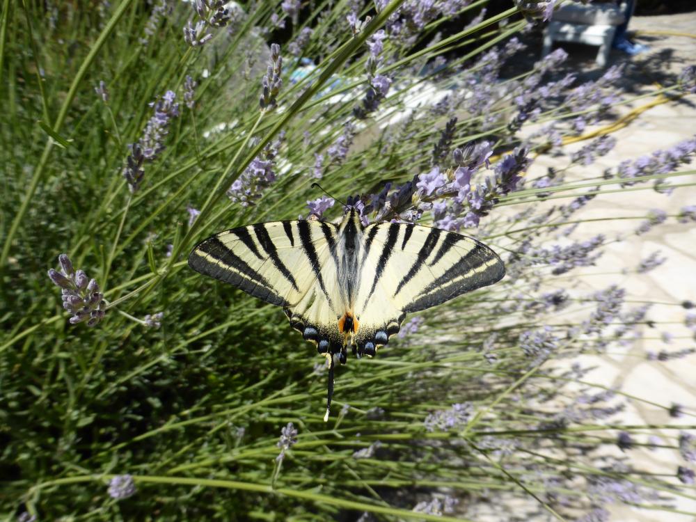 Flambé (Le) Iphiclides podalirius (Linnaeus, 1758)