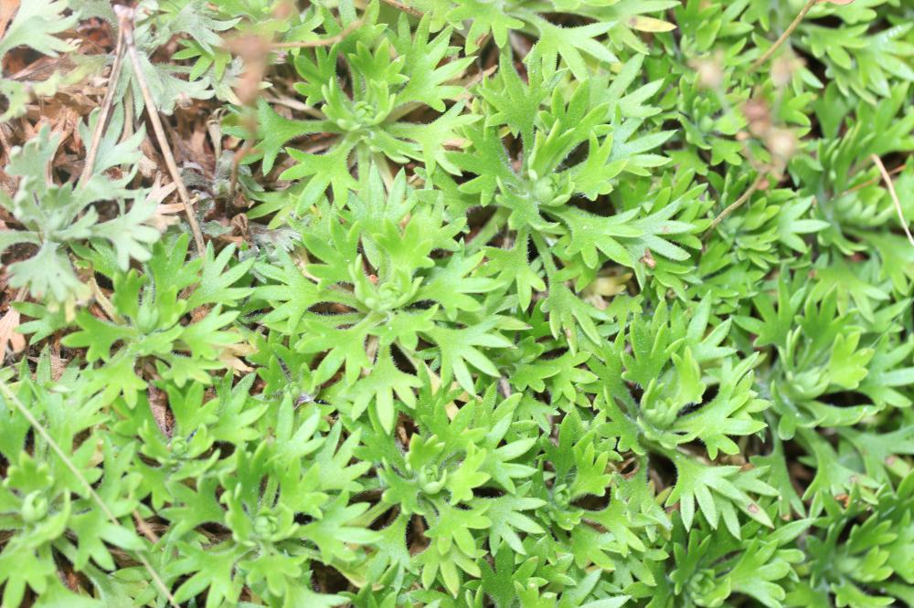 Saxifrage de Prost Saxifraga prostii Sternb., 1831