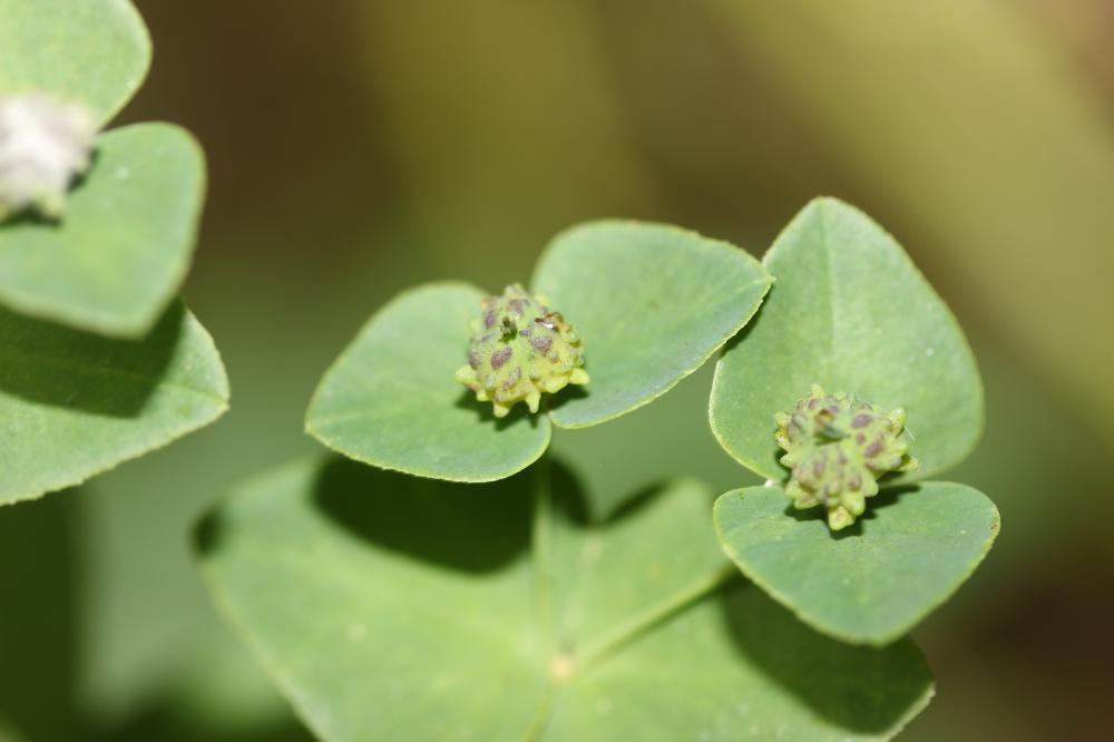 Euphorbe douce Euphorbia dulcis L., 1753