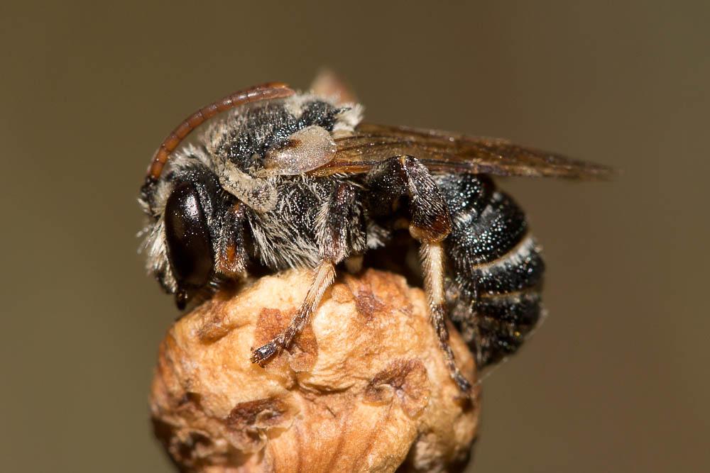  Nomiapis bispinosa (Brullé, 1832)