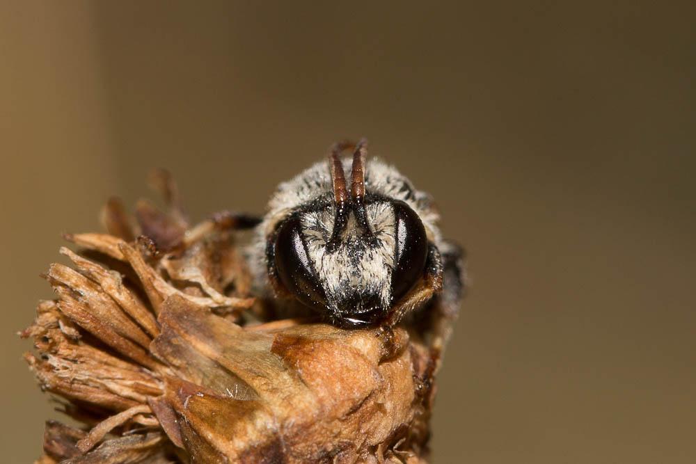  Nomiapis bispinosa (Brullé, 1832)