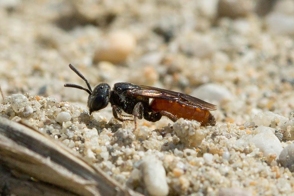  Sphecodes Latreille, 1804