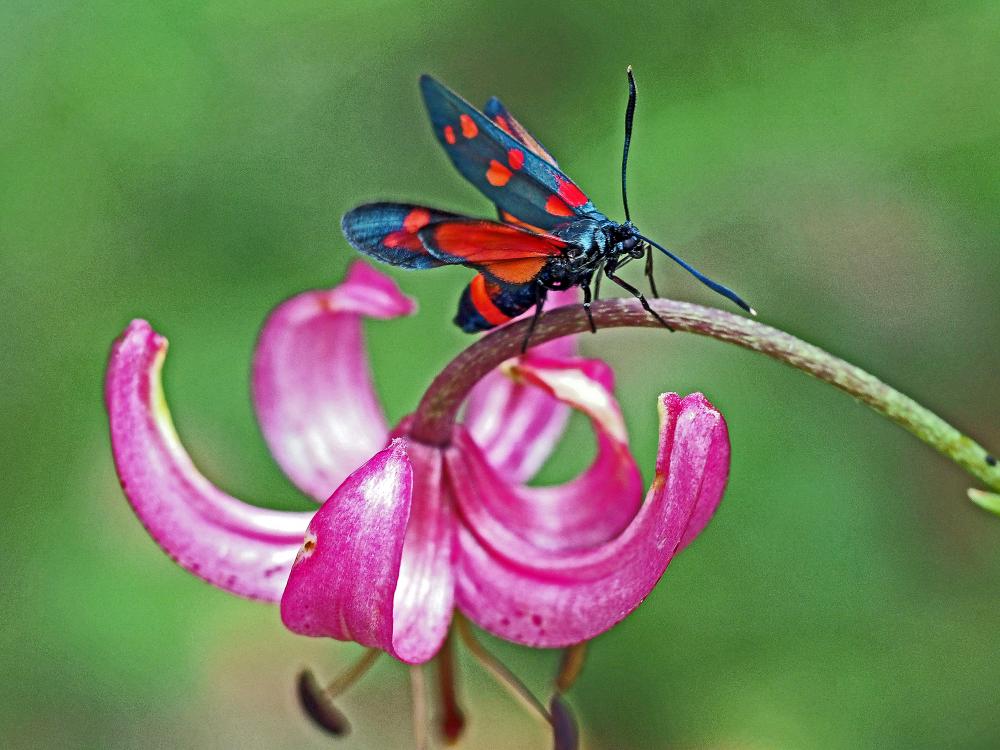 Zygène de la Coronille variée (La), Zygène de la C Zygaena ephialtes (Linnaeus, 1767)