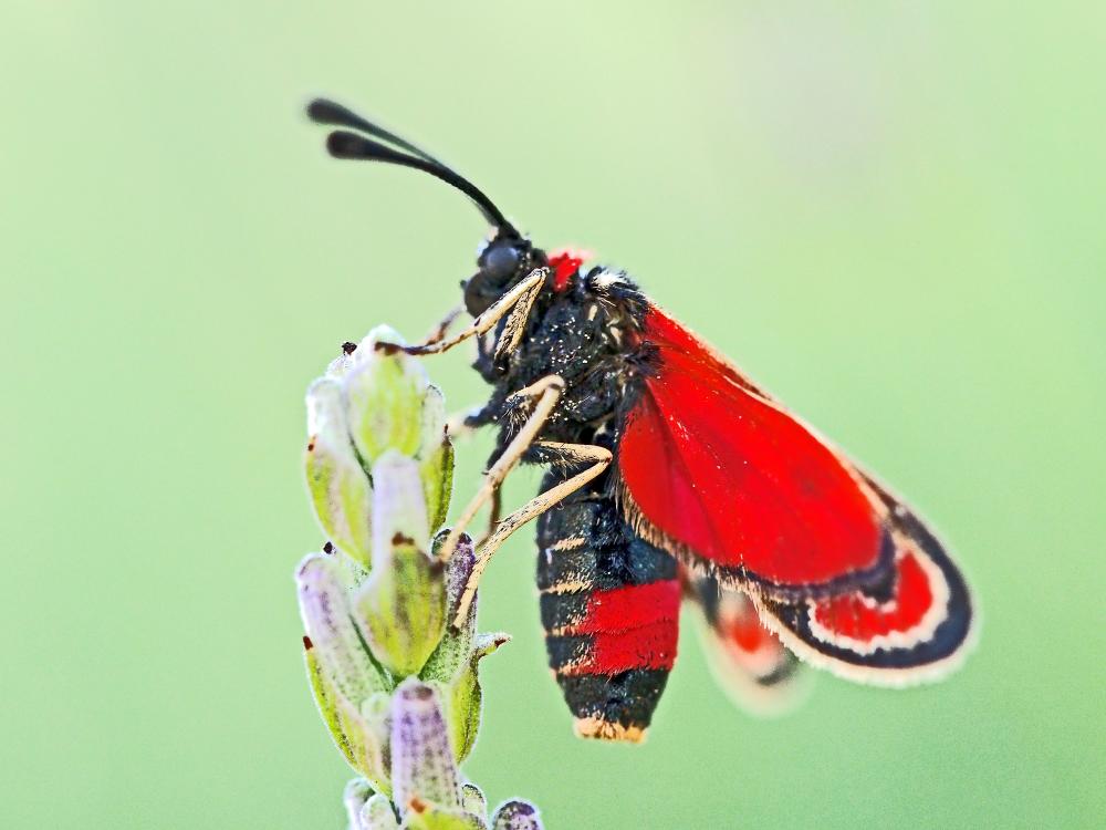 Zygène de la Petite coronille (La) Zygaena fausta (Linnaeus, 1767)