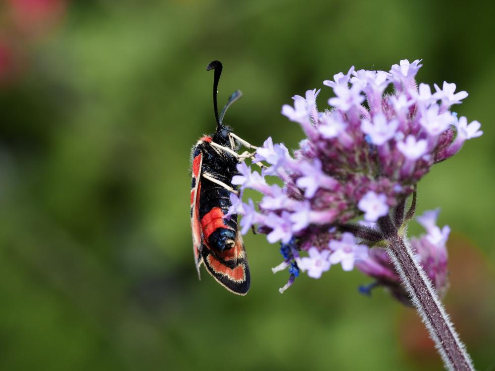 Zygène de la Petite coronille (La) Zygaena fausta (Linnaeus, 1767)