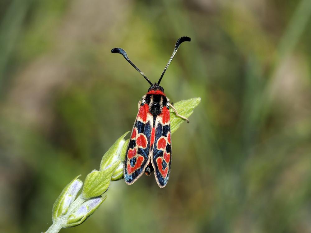 Zygène de la Petite coronille (La) Zygaena fausta (Linnaeus, 1767)