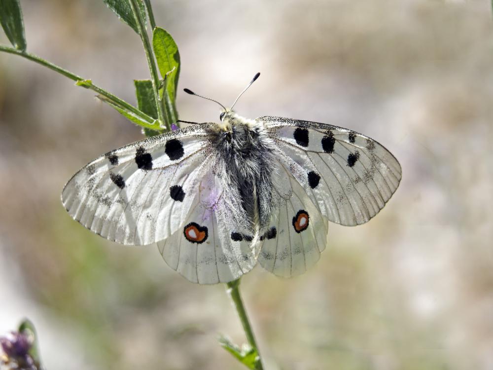 Apollon (L'), Parnassien apollon (Le) Parnassius apollo (Linnaeus, 1758)