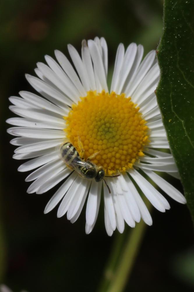  Ceylalictus variegatus (Olivier, 1789)