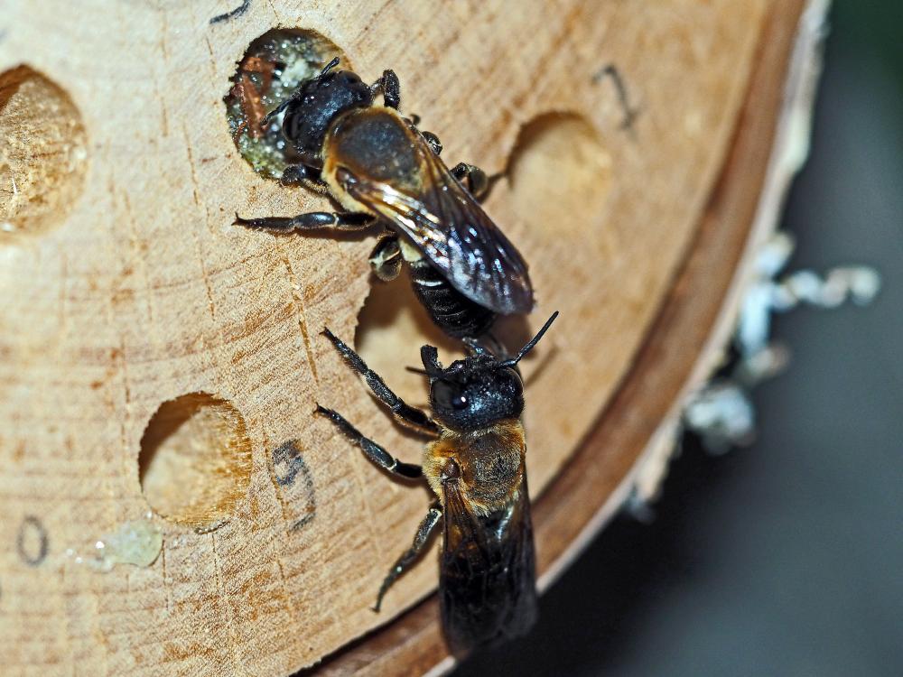  Megachile sculpturalis Smith, 1853