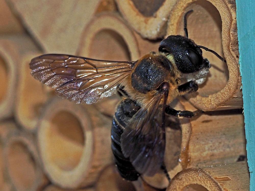 Megachile sculpturalis Smith, 1853
