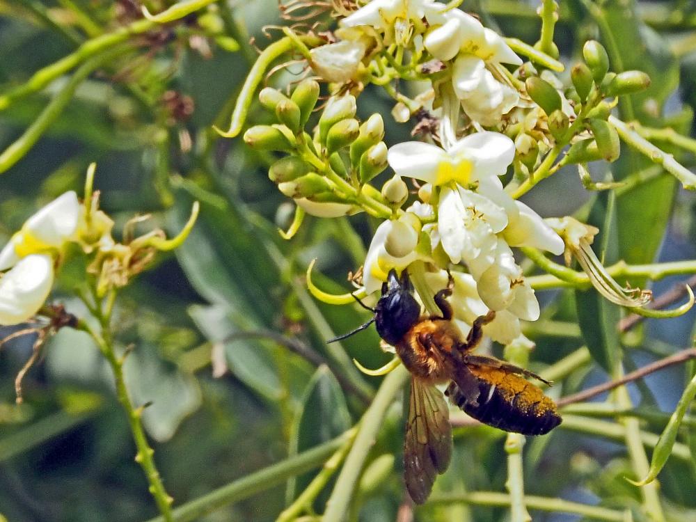 Megachile sculpturalis Smith, 1853
