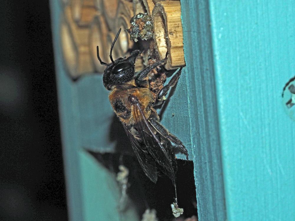 Megachile sculpturalis Smith, 1853