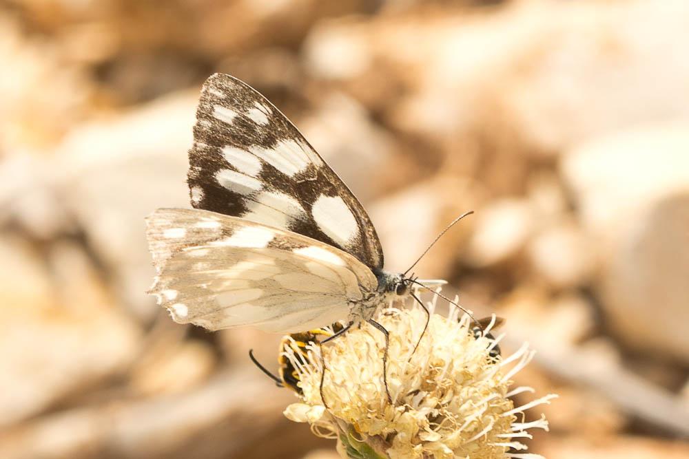 Demi-Deuil (Le), Échiquier (L'), Échiquier commun Melanargia galathea (Linnaeus, 1758)