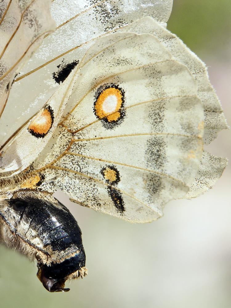 Apollon (L'), Parnassien apollon (Le) Parnassius apollo (Linnaeus, 1758)