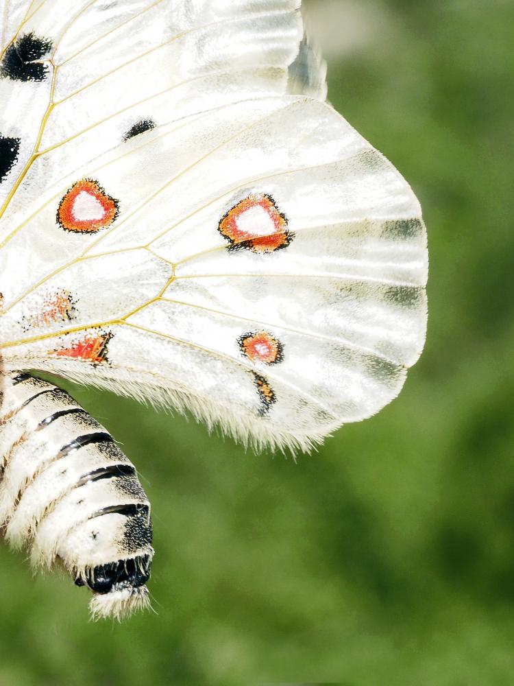 Apollon (L'), Parnassien apollon (Le) Parnassius apollo (Linnaeus, 1758)