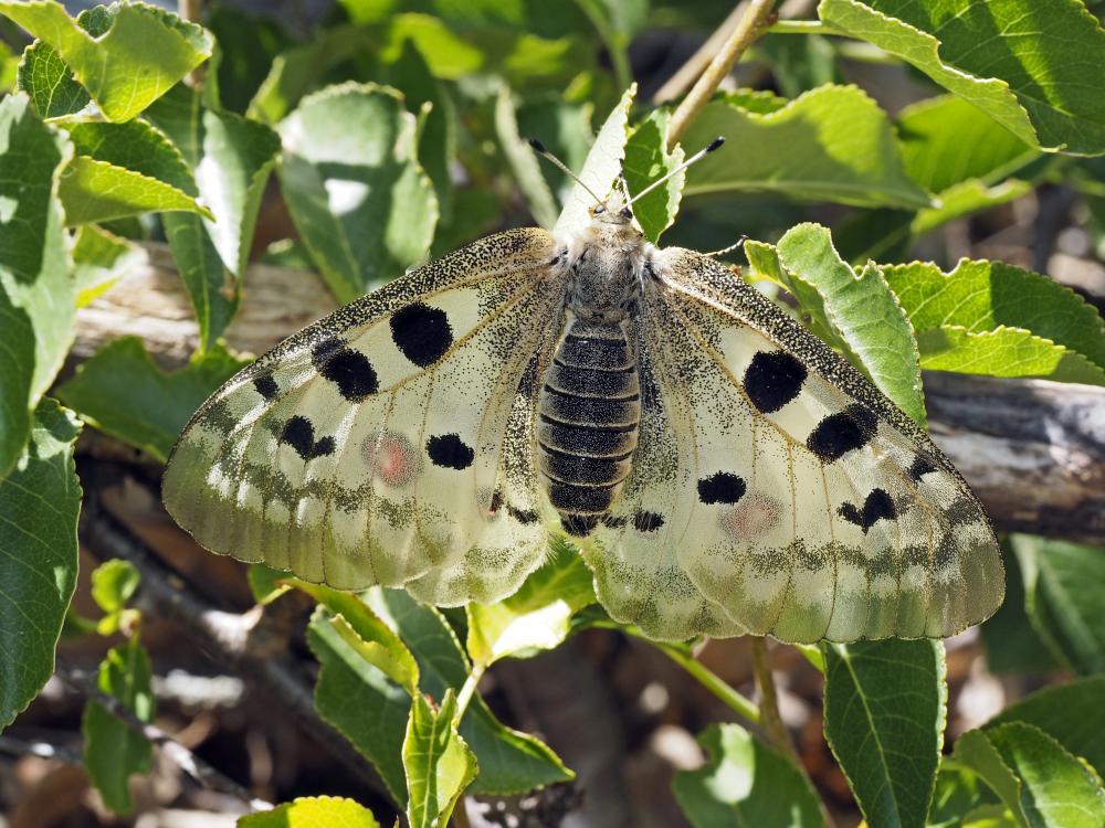 Apollon (L'), Parnassien apollon (Le) Parnassius apollo (Linnaeus, 1758)