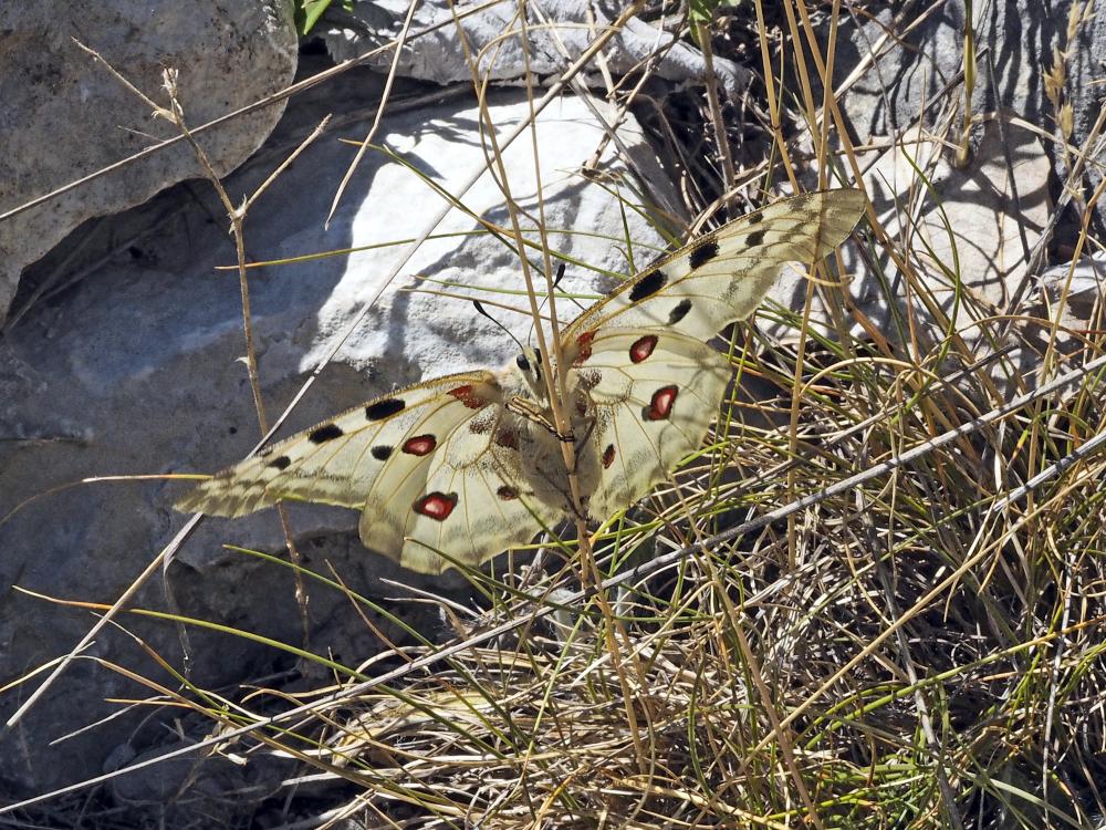 Apollon (L'), Parnassien apollon (Le) Parnassius apollo (Linnaeus, 1758)