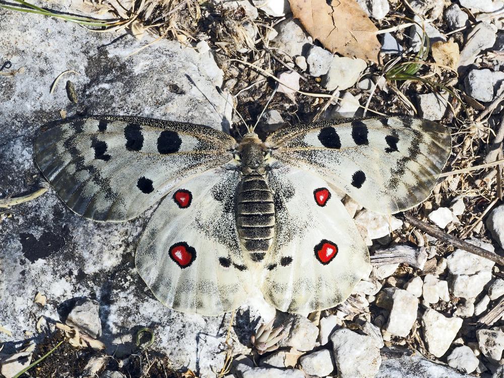 Apollon (L'), Parnassien apollon (Le) Parnassius apollo (Linnaeus, 1758)