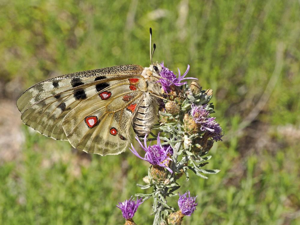 Apollon (L'), Parnassien apollon (Le) Parnassius apollo (Linnaeus, 1758)