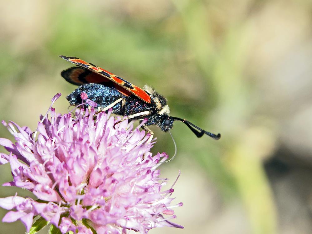  Zygaena hilaris Ochsenheimer, 1808