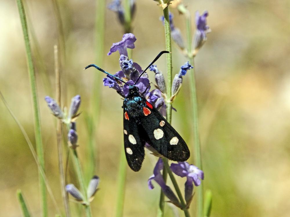 Zygène de la Coronille variée (La), Zygène de la C Zygaena ephialtes (Linnaeus, 1767)