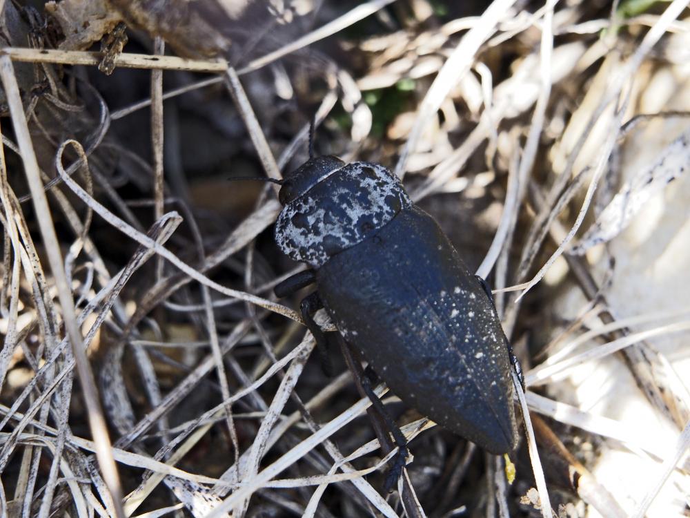 Capnode du Pêcher Capnodis tenebrionis (Linnaeus, 1760)