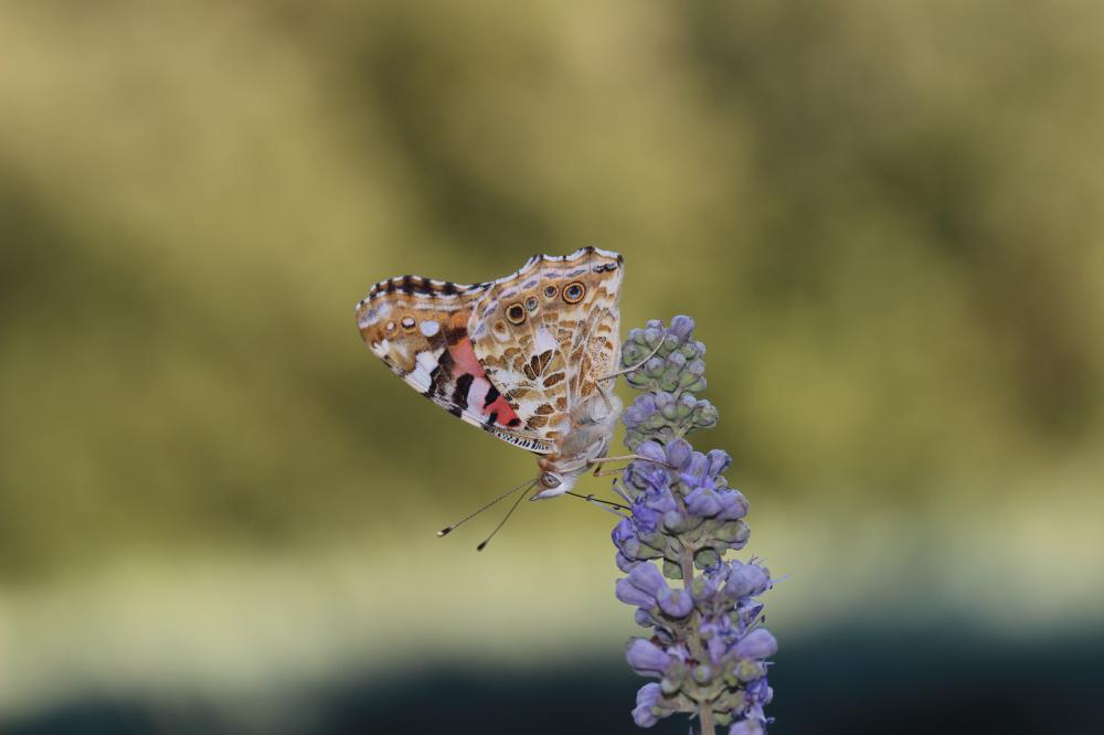 Vanesse des Chardons (La), Belle-Dame (La), Vaness Vanessa cardui (Linnaeus, 1758)